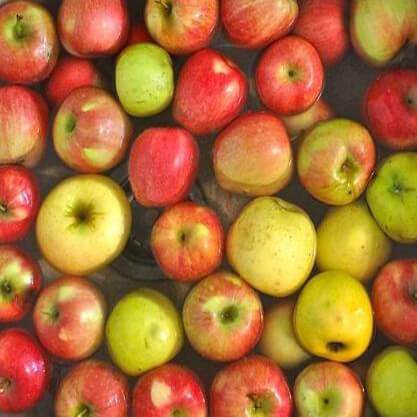 apple