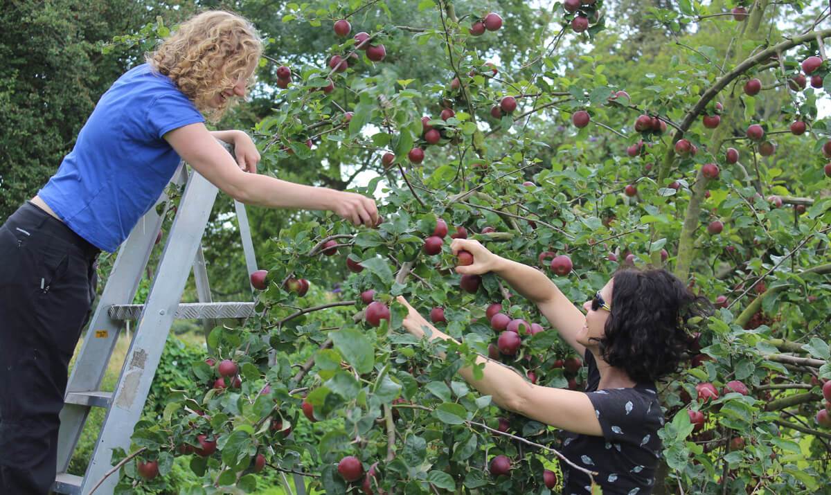 Regather Farm - Orchard