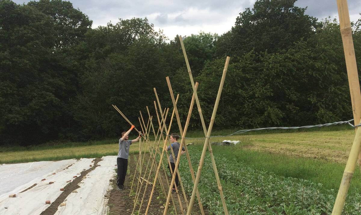Regather Farm - Market Garden
