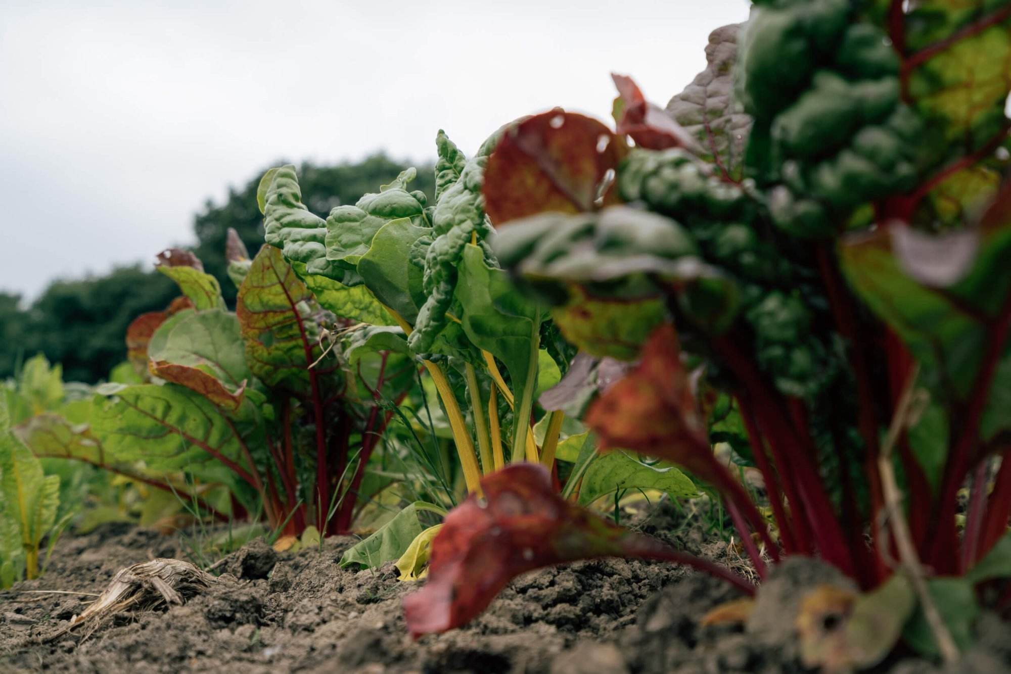 chard on the farm