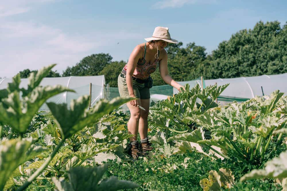 A worker is hard at work on the regather farm harvesting plants infront of polytunnels