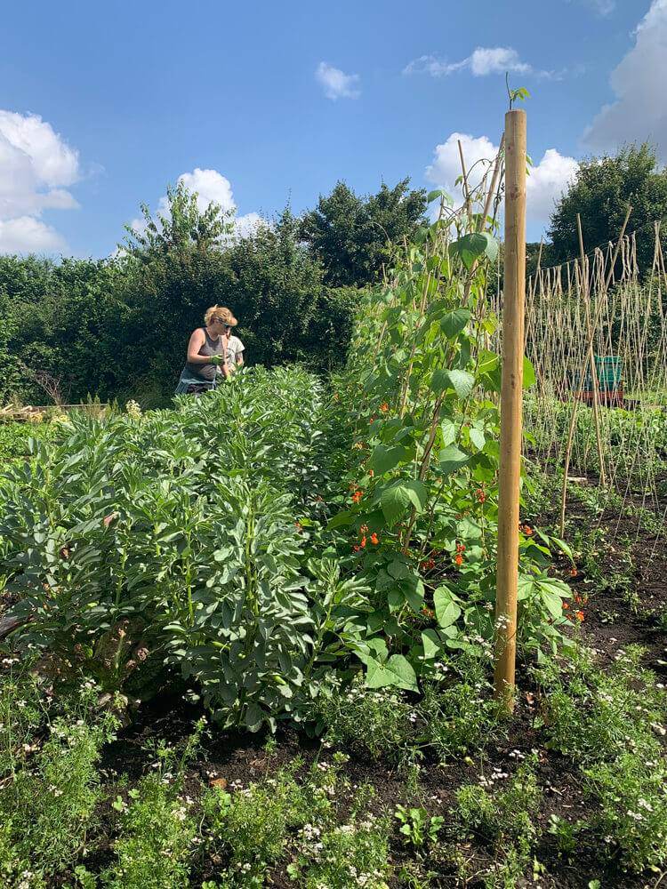 food works farm, bean rows