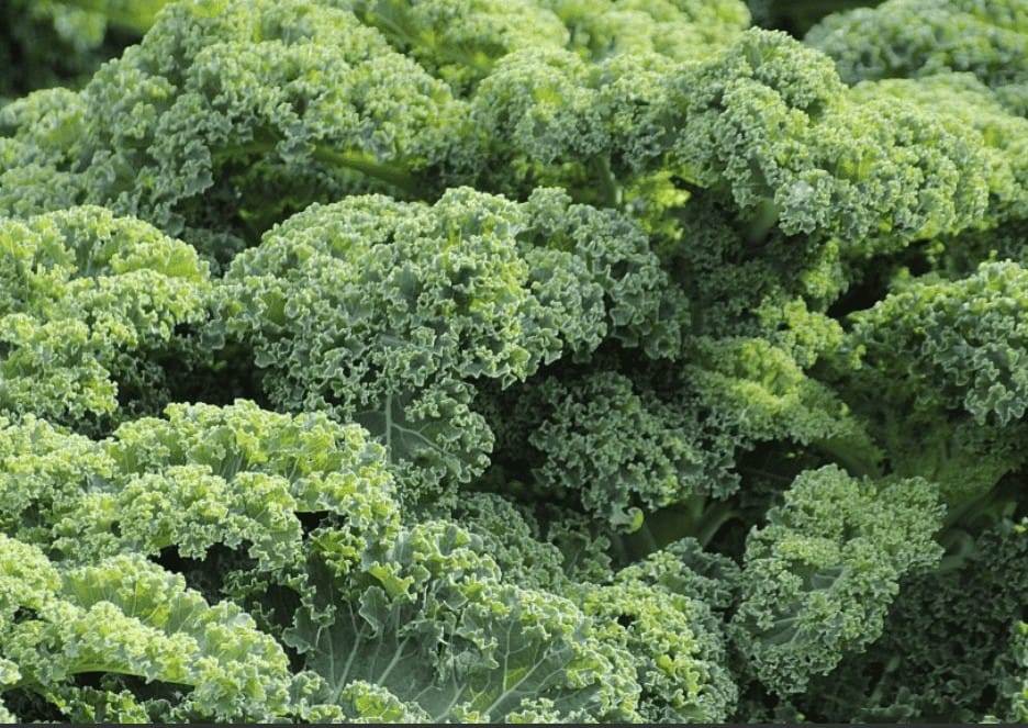 curly kale