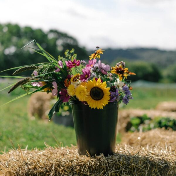 Bucket of flowers grown on our organic farm