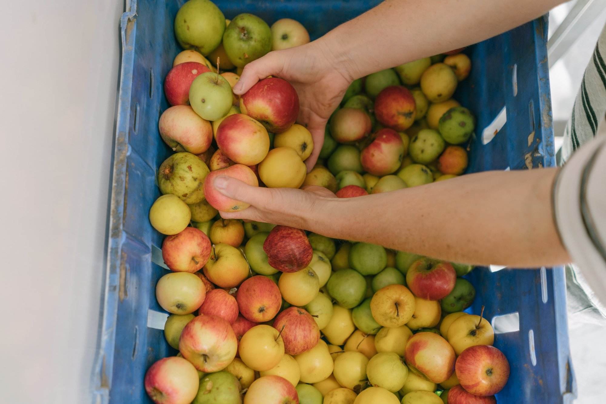 Apple Harvest