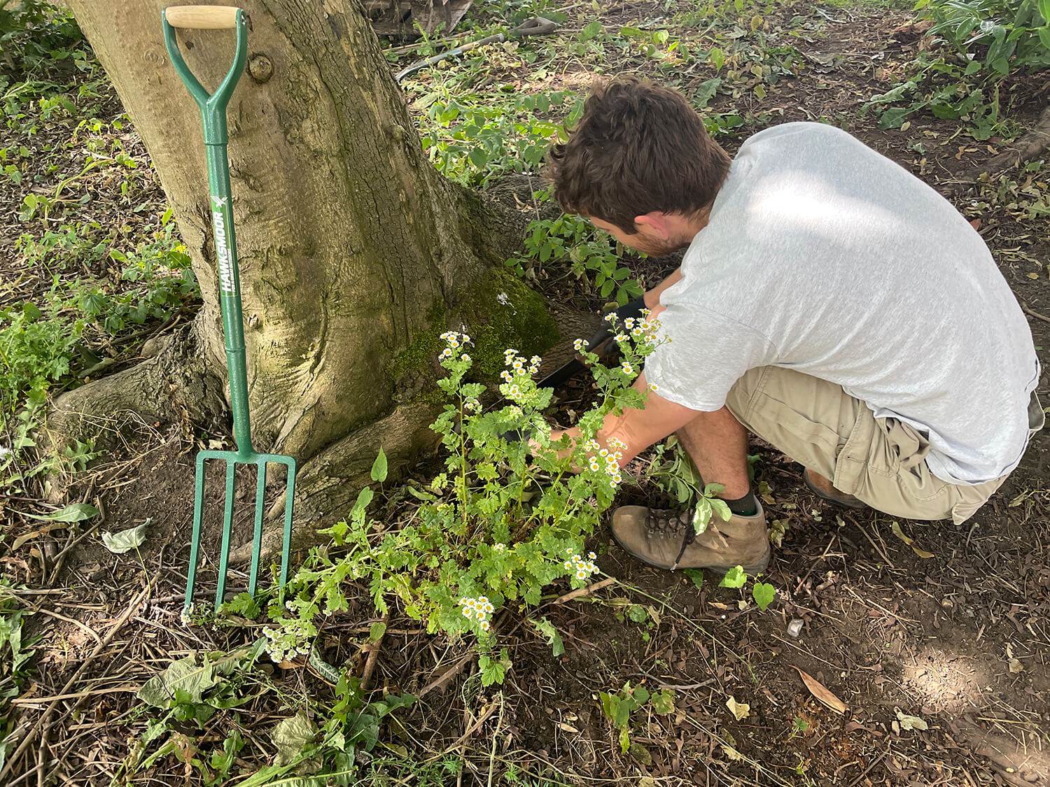 removing weeds