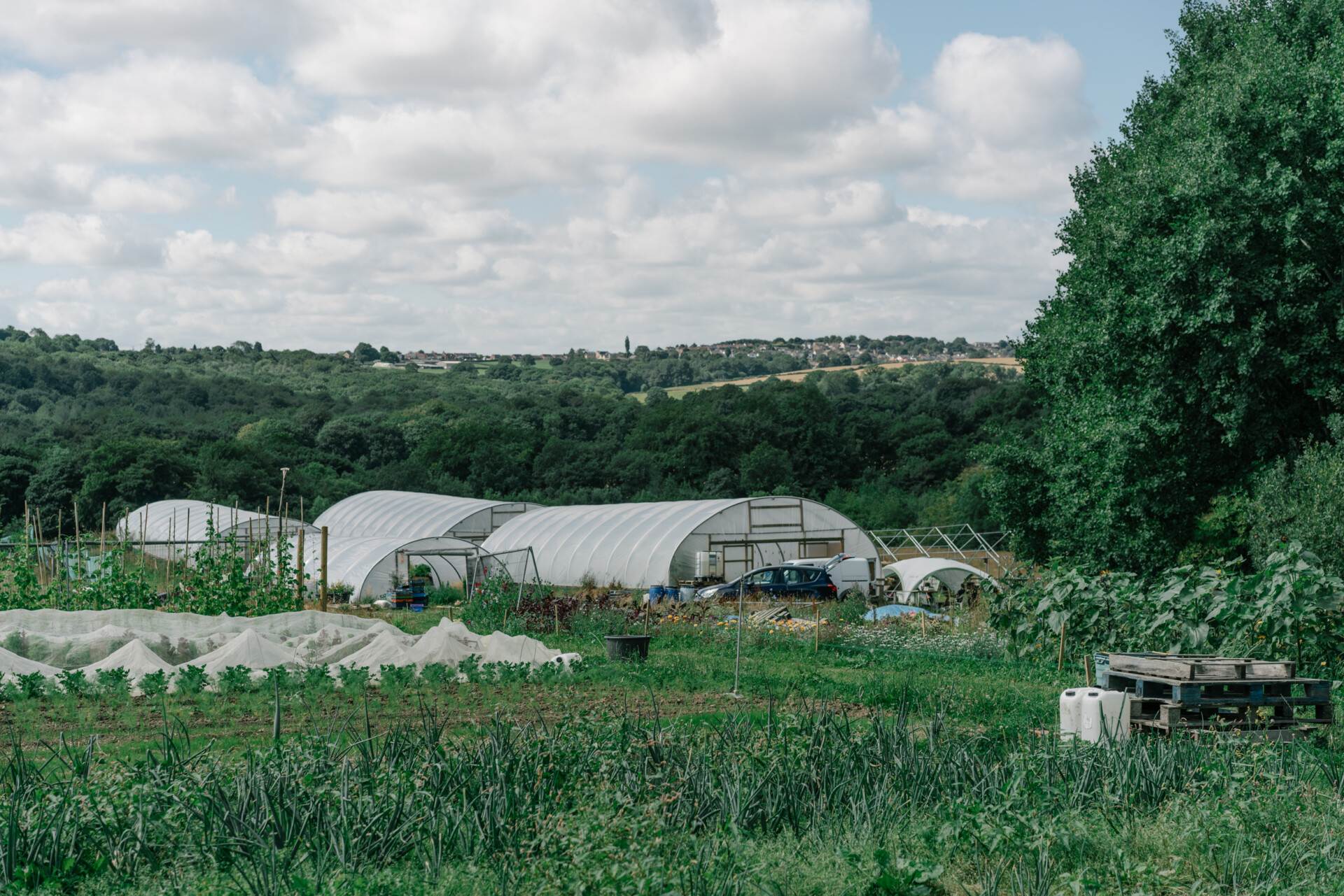 Summer on the farm