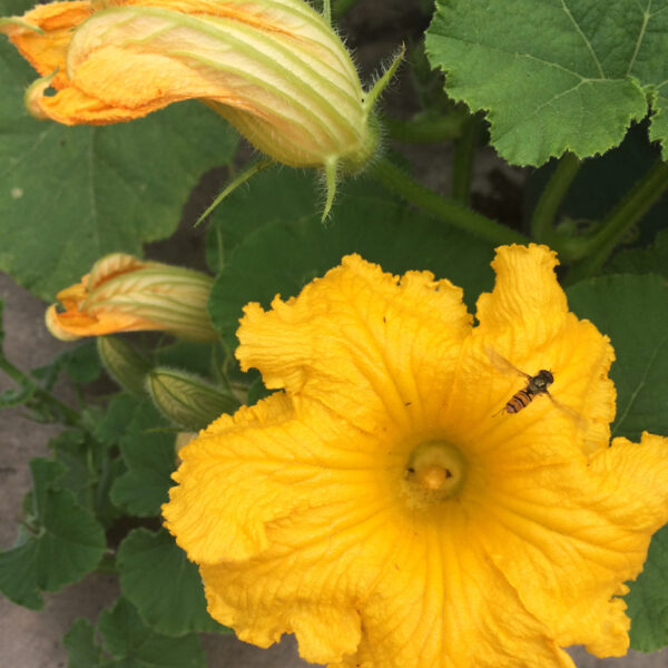 plants from an insect's point of view