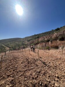 new olive trees