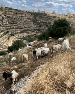 al masara farm goats