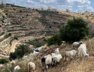 al masara farm goats