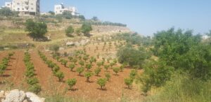 almasra farm