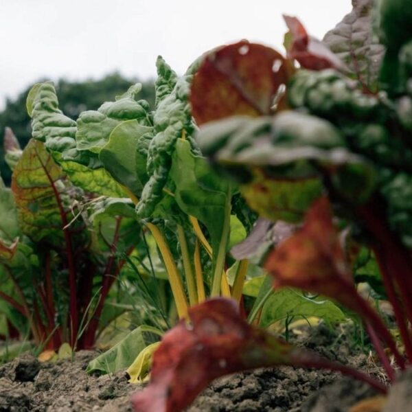 environmental benefits of organic food