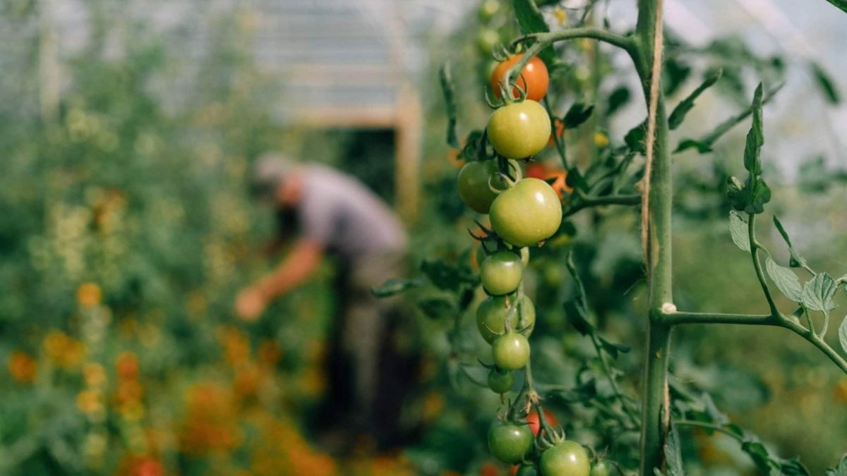meaning of organic food