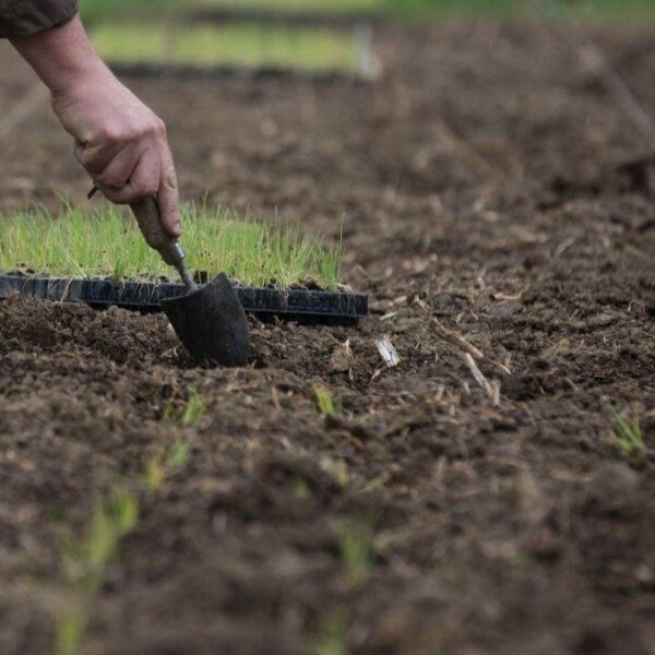 soil health improved with organic