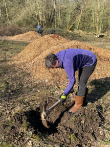 Planting fruit trees at Coneygree Orchard, Gleadless Valley, Sheffield