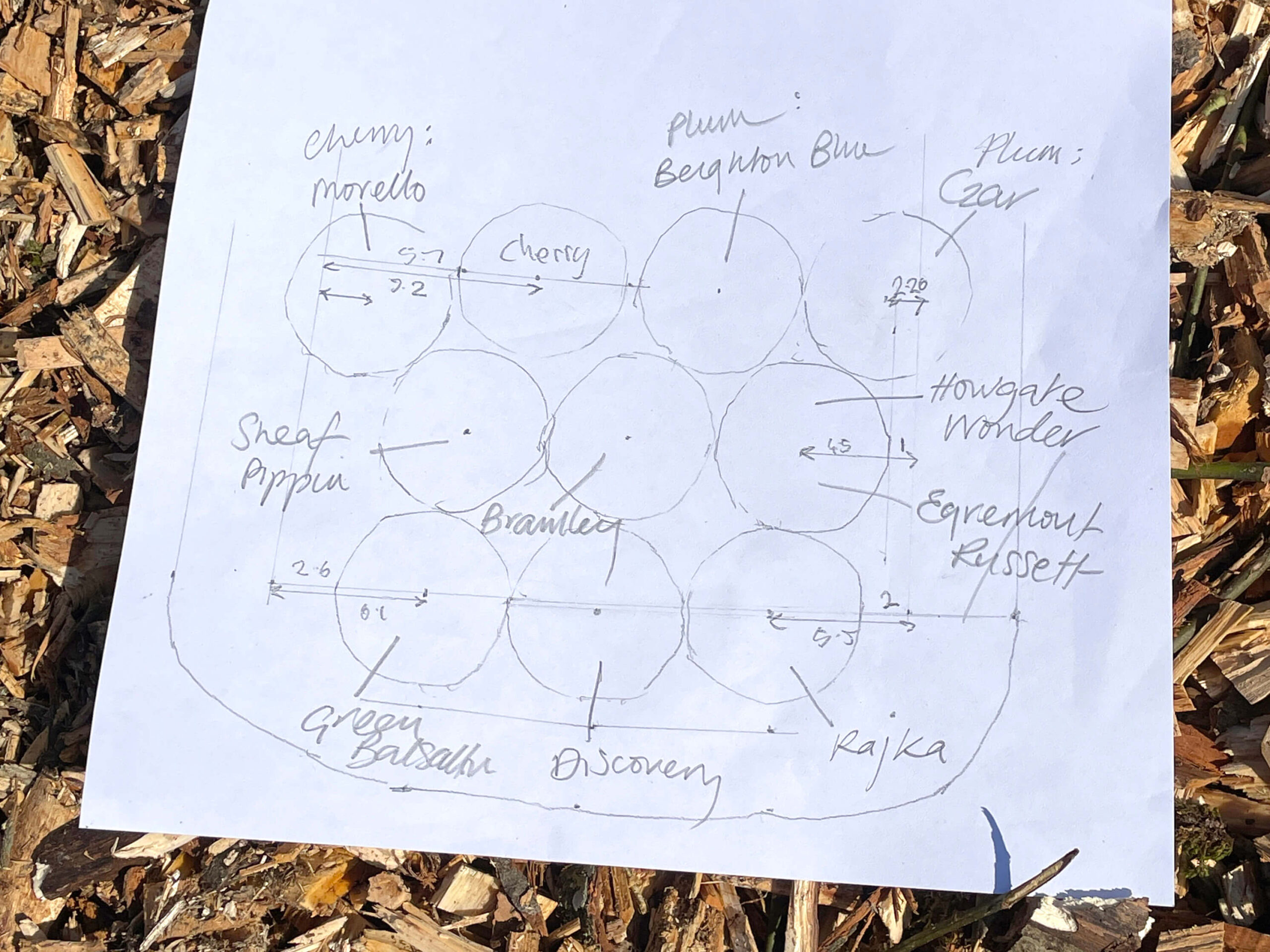Map of Coneygree Orchard showing tree varieties