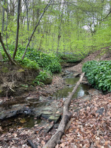 rw7 2a stream corridor 01a
