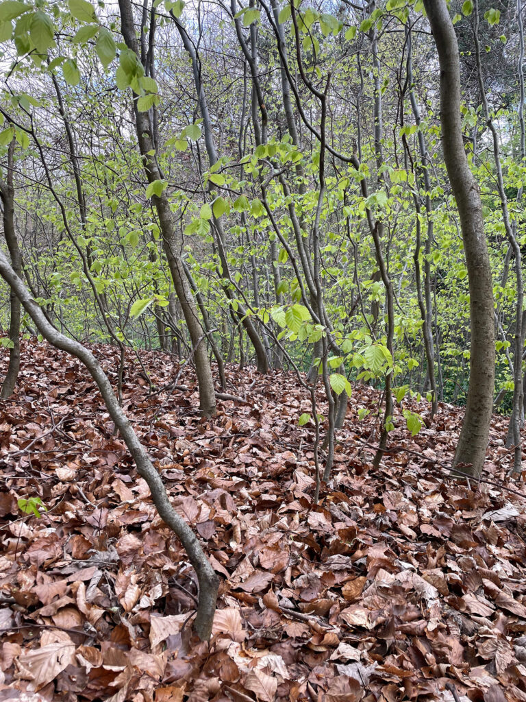 rw7 2a stream corridor 02a