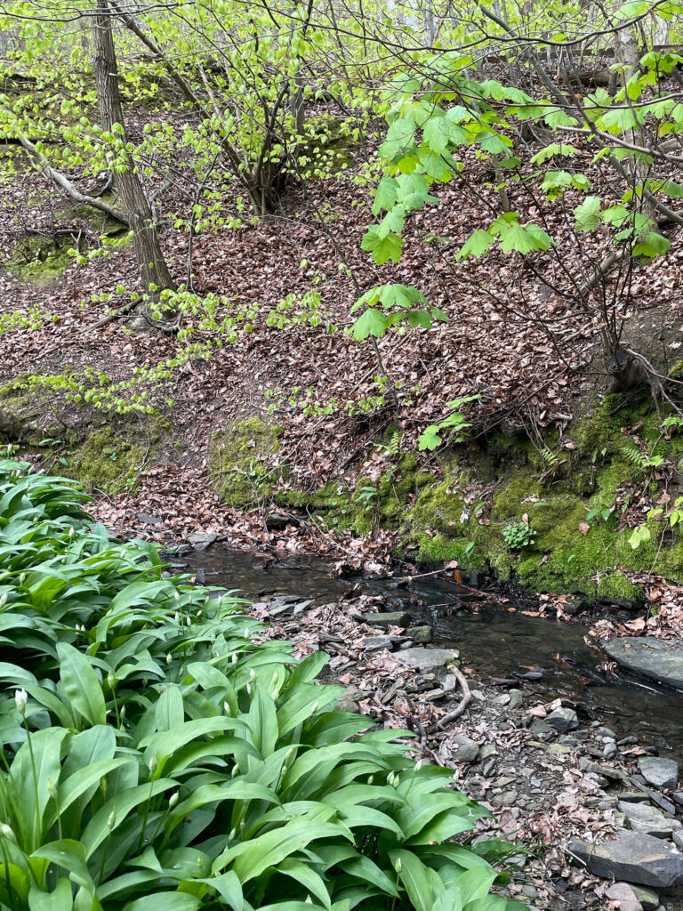 rw7 2a stream corridor 03e