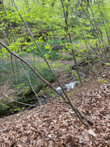 rw7 2a stream corridor 04b