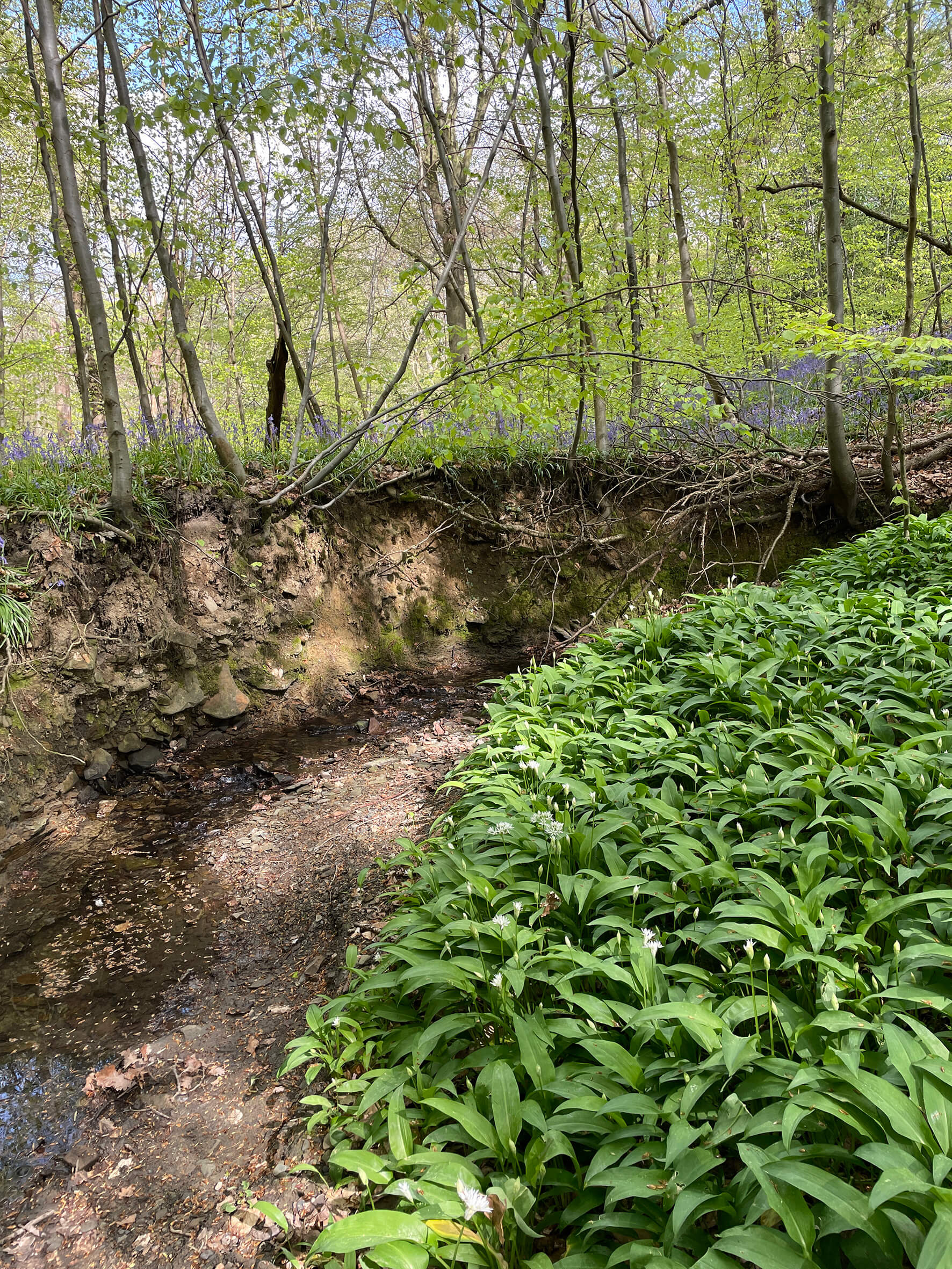 rw7 2a stream corridor 05d