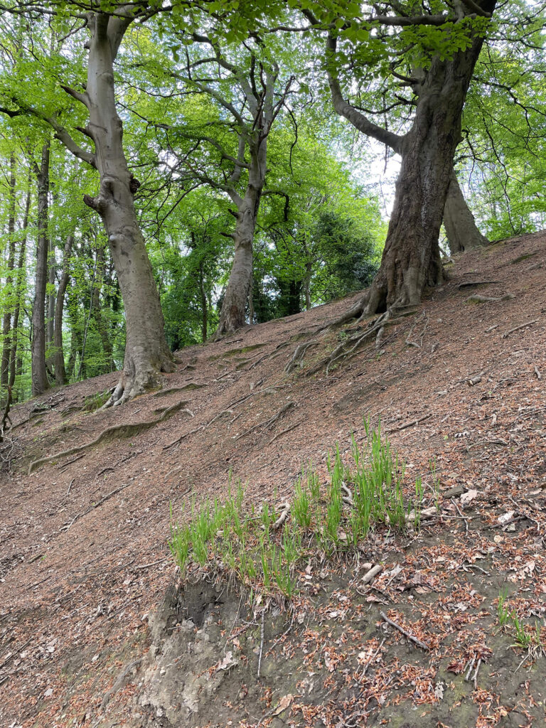 Demonstrator/Monitoring Area 1b: Carr Wood Ancient Woodland Relic Coppice Area