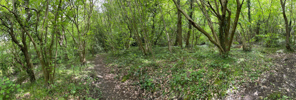 Demonstrator/Monitoring Area 1b: Carr Wood Ancient Woodland Relic Coppice Area