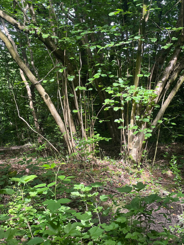 Demonstrator/Monitoring Area 1b: Carr Wood Ancient Woodland Relic Coppice Area