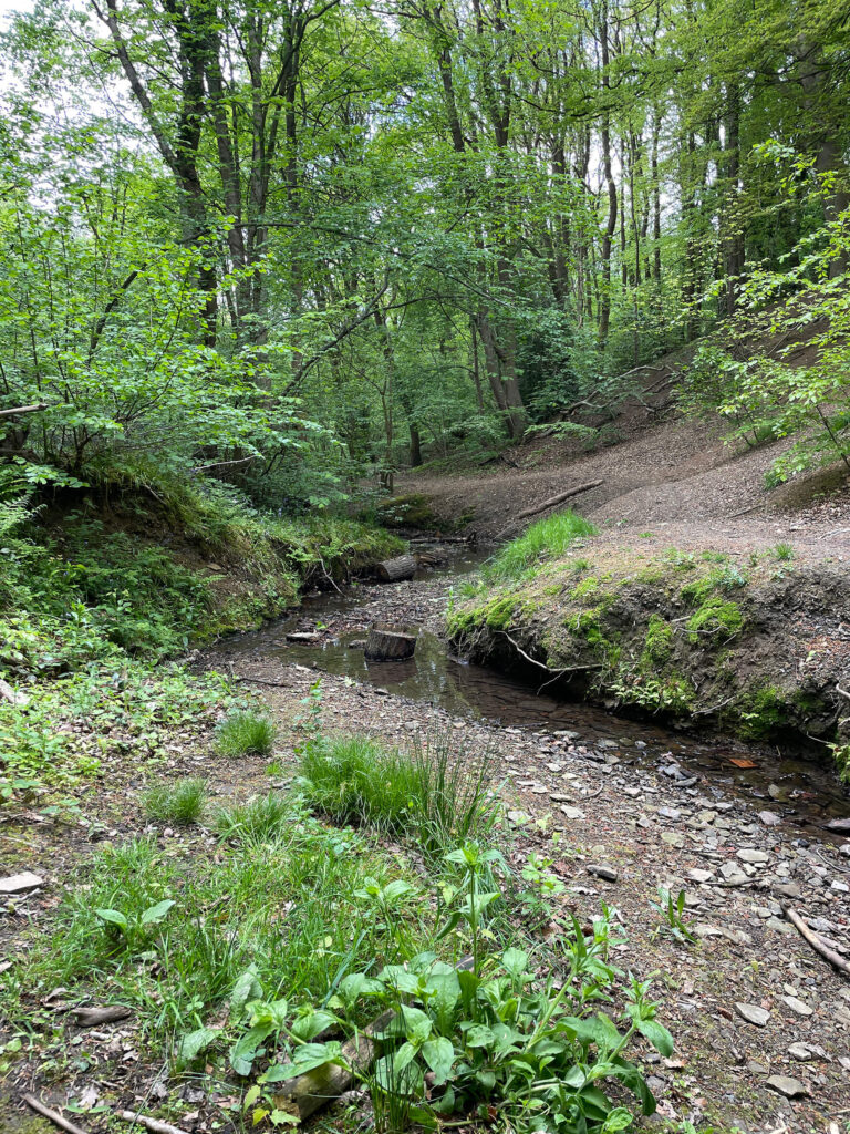 Demonstrator/Monitoring Area 1b: Carr Wood Ancient Woodland Relic Coppice Area