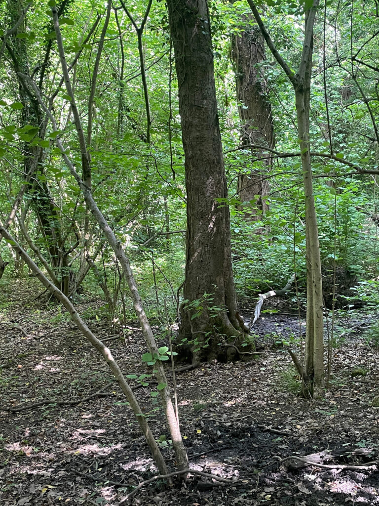 Demonstrator/Monitoring Area 1b: Carr Wood Ancient Woodland Relic Coppice Area