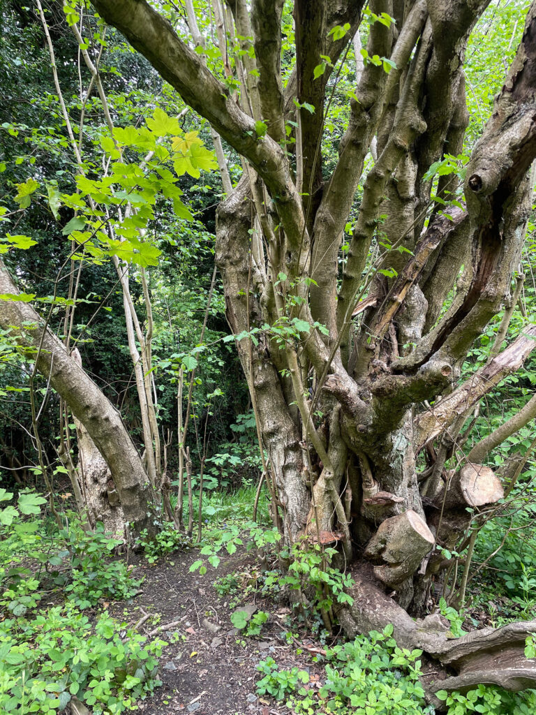2a Carr Wood ancient hazel coppice