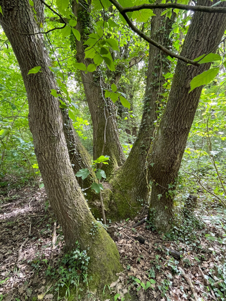 2a Carr Wood ancient oak coppice