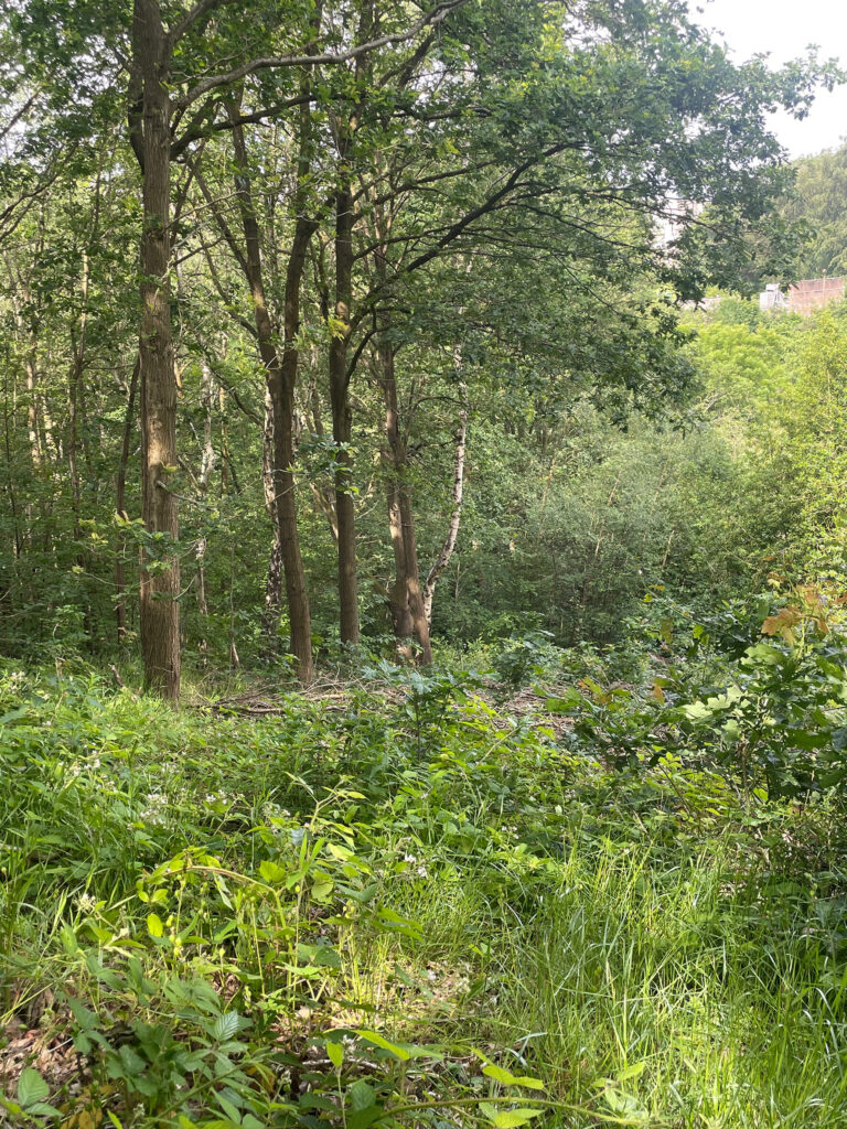 2c 1 – control soil monitoring transect