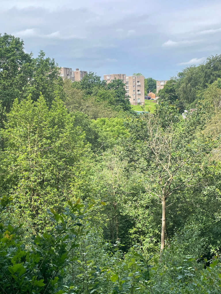 2c 1 – view from top of soil monitoring transect