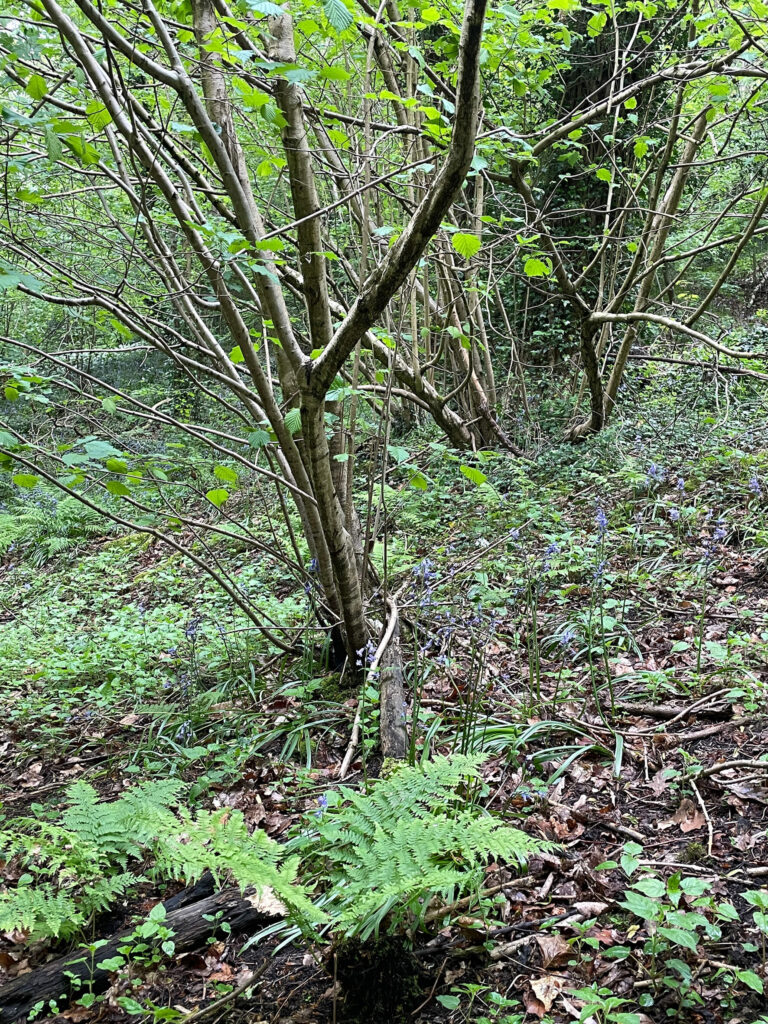 Demonstrator/Monitoring Areas 2c – stream corridor area to be coppiced