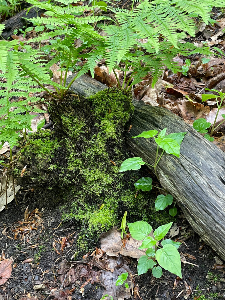 Demonstrator/Monitoring Areas 2c – stream corridor area to be coppiced
