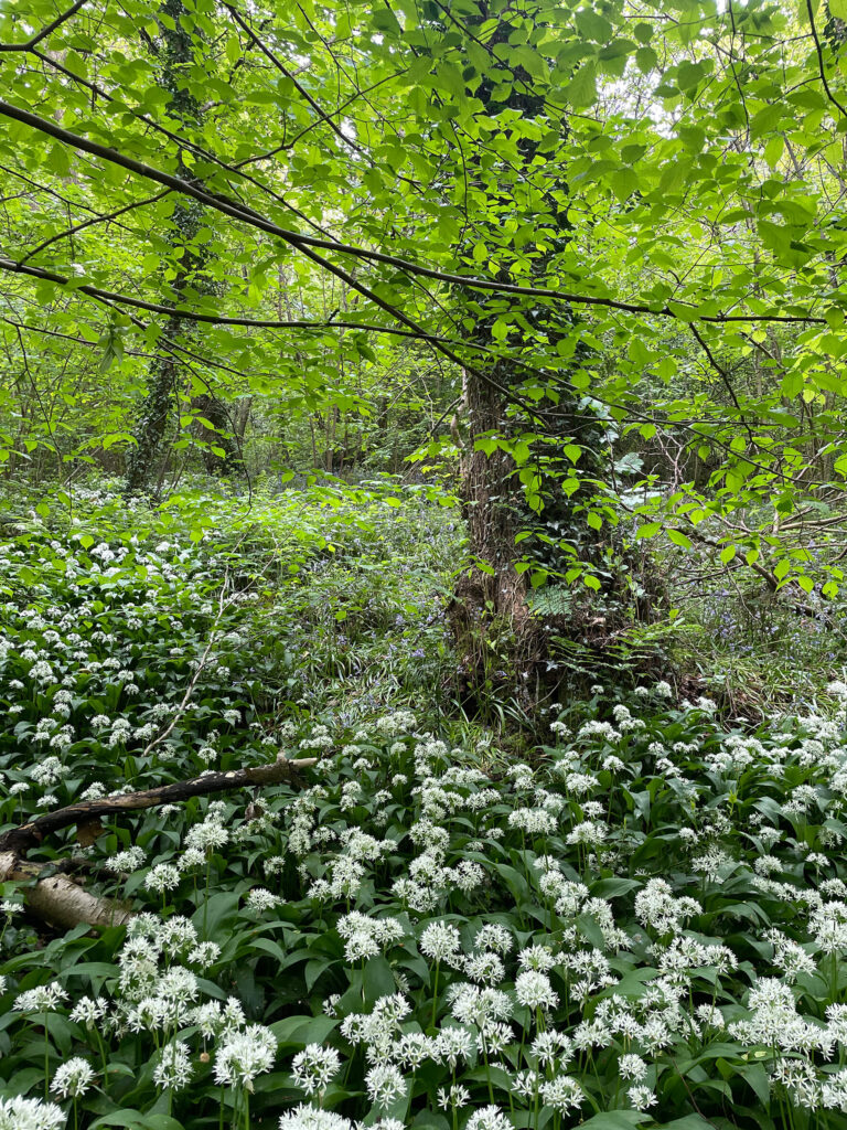 Demonstrator/Monitoring Areas 2c – stream corridor area to be coppiced