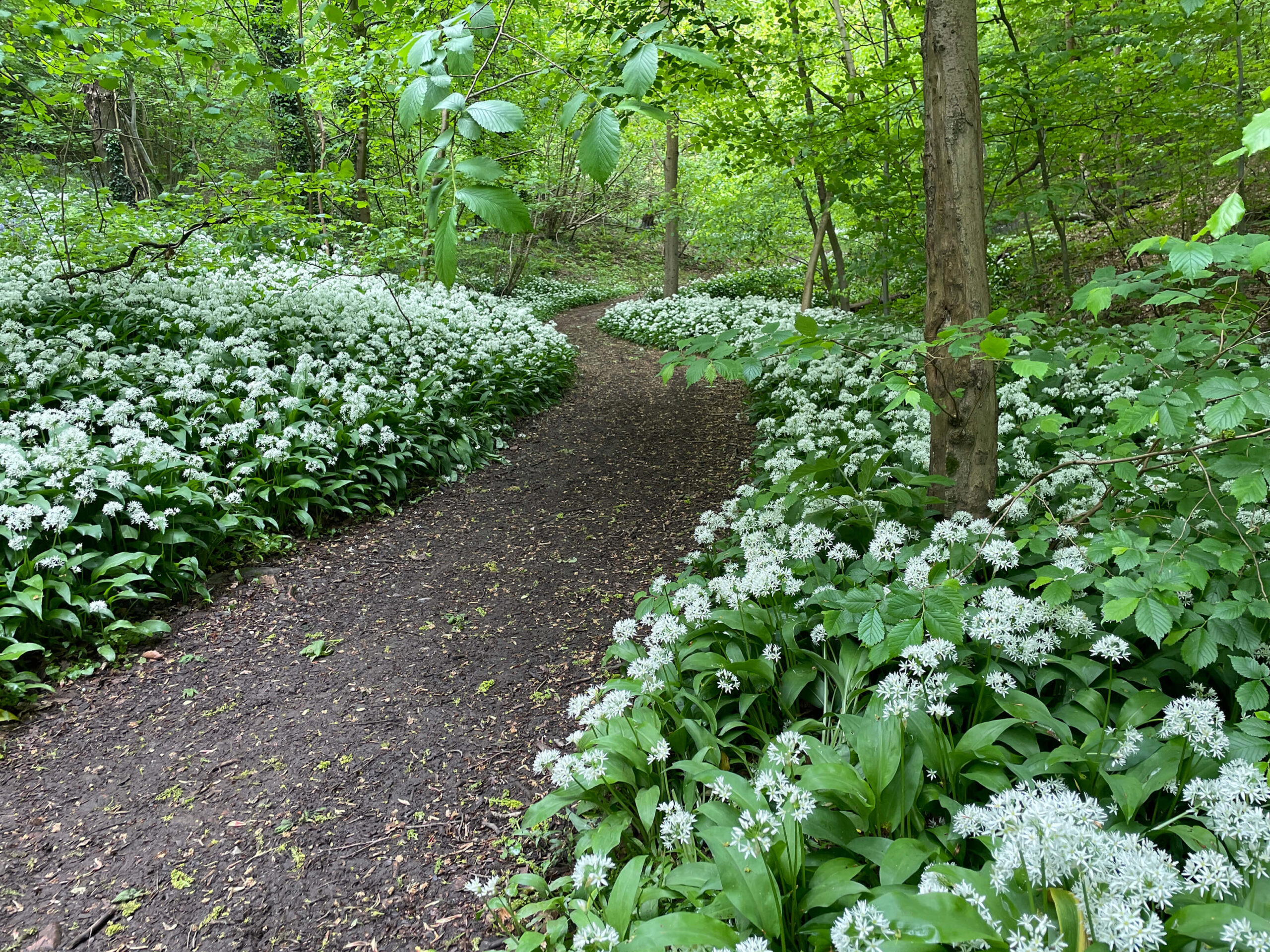 2c stream corridor, wild garlic