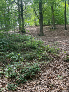 Area 2d Woodland Monitoring Reference Area