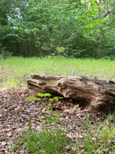 Area 2d Woodland Monitoring Reference Area