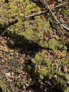 Intervention/Monitoring Area 2c - steep slope that is being coppiced