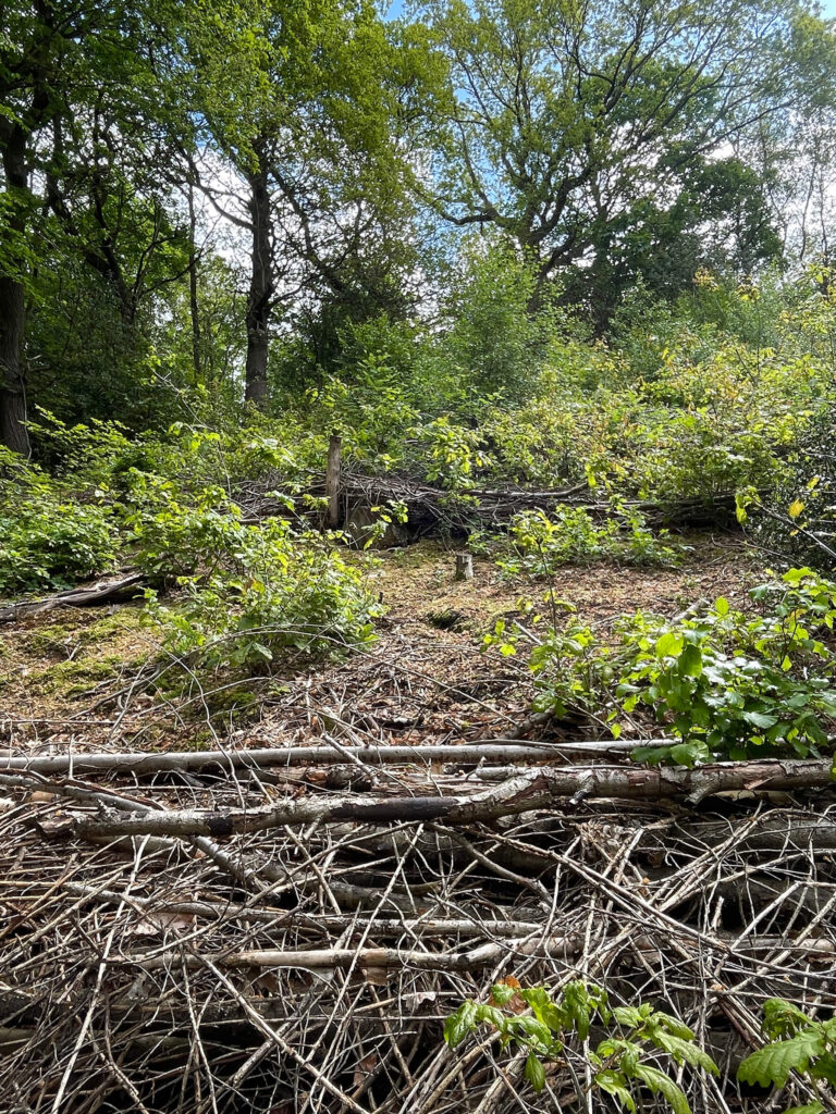 Intervention/Monitoring Area 2c - steep slope that is being coppiced