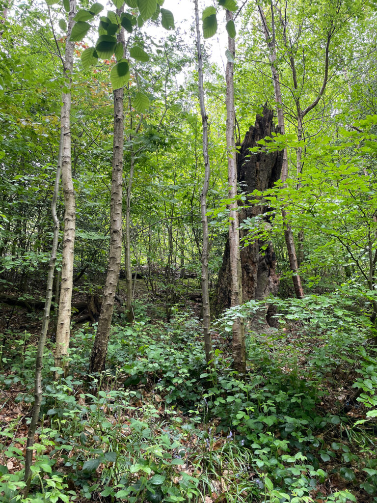 Intervention/Monitoring Area 2c - steep slope that is being coppiced