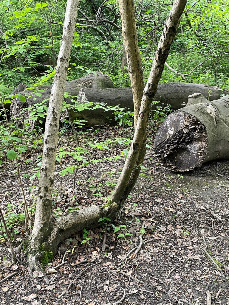 self layered hazel carr wood