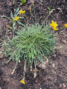 autumn hawkbit