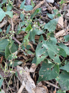 Black bindweed