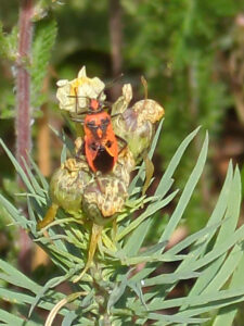 cinnamon bug on common toadflax