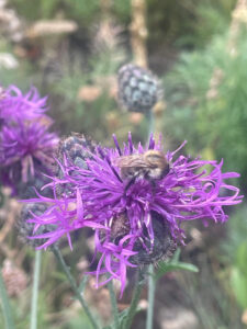 common carder bee on greater knapweed