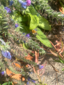common carder bee on vipers bugloss